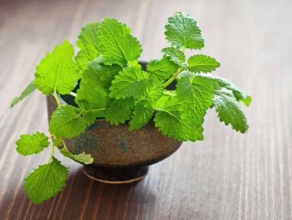 Lemon balm also relieves this problem including thyroid