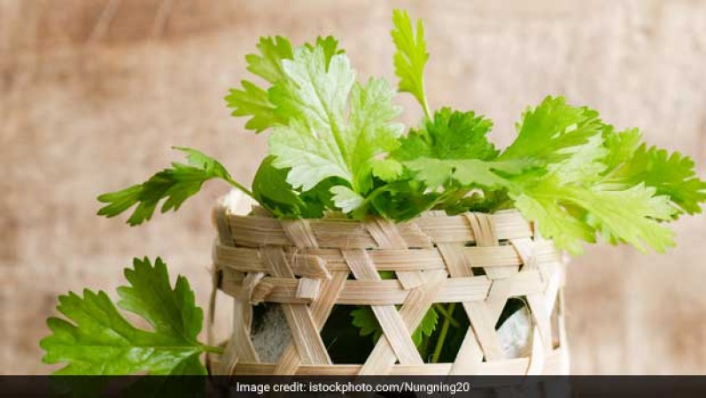 How To Store Fresh Coriander? Tips To Remember