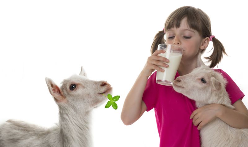 एनीमिया की समस्या को दूर करता है बकरी का दूध