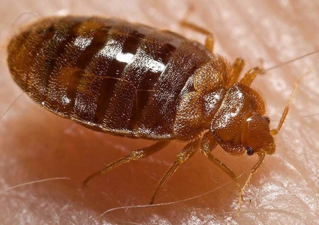 How to Get Rid of Bugs in Your Home? Tried-and-Tested Remedies