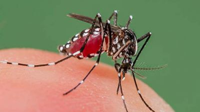 डेंगू बुखार में ब्लड प्लेटलेट्स की संख्या को बढ़ाते हैं ये आहार
