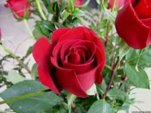 गुलाब की पंखुड़ियों के इस प्रयोग से आसानी से कम करें वजन