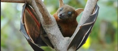 Increased risk of Nipah virus, know how it spreads - symptoms and treatment