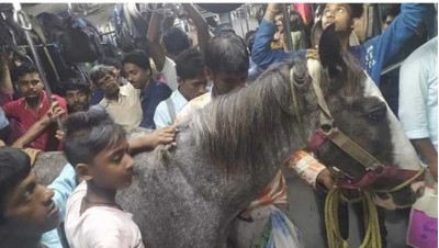 Horse travels in local train, railways said this when picture goes viral