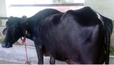 'गंगा' ने बनाया नया रिकॉर्ड, एक दिन में 31 लीटर दूध देकर बनी 'नंबर वन'