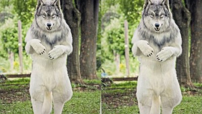Man became 'wolf' by spending lakhs of rupees for mental peace