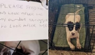 सड़क किनारे बुरी हालत में मिले दो कुत्ते, साथ में मिली चिट्ठी ने उड़ाए लोगों के होश