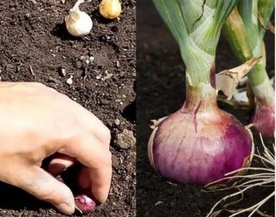 To grow onions kept at home, this is the 2nd easiest method