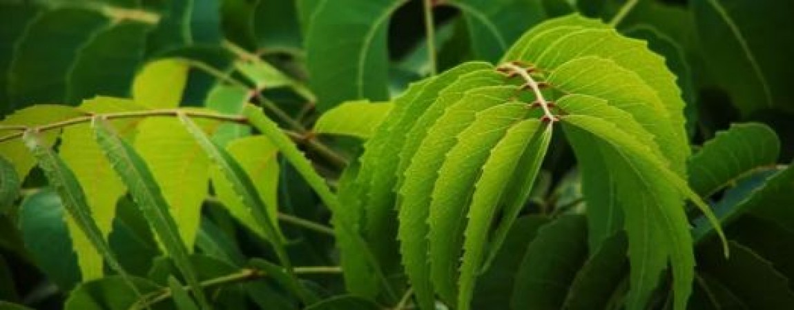 Before consuming Neem, know its shocking side effects