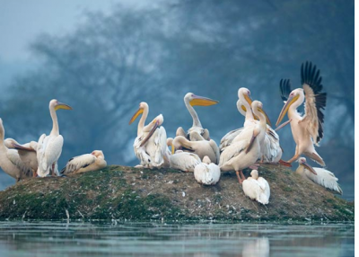If you love birds, then definitely go for a trip to Bharatpur, this is the special attraction!