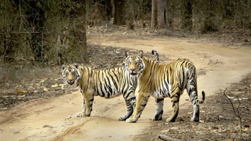 मध्यप्रदेश की सुंदरता है यहां के टाइगर रिजर्व, नए साल पर करें इन जगहों की सैर