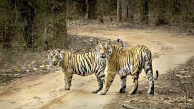 मध्यप्रदेश की सुंदरता है यहां के टाइगर रिजर्व, नए साल पर करें इन जगहों की सैर