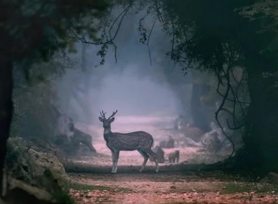 Wildlife lovers must visit Kaziranga National Park