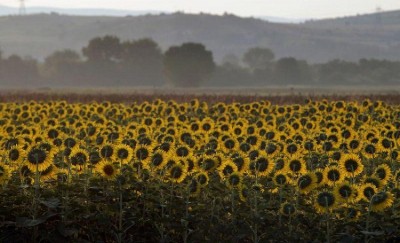 Agriculture Ministry to promote sunflower production in India