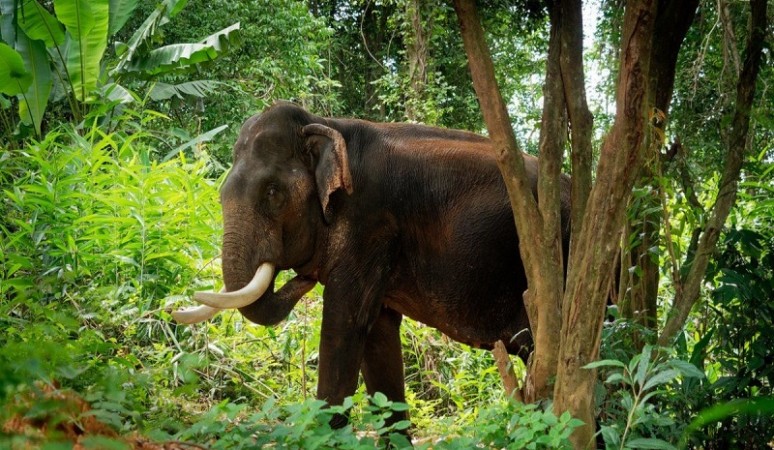 Tamil Nadu forest officials use bio-repellents to keep at bay wild elephants