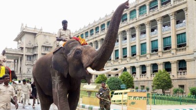 Elephant Mahadevi's return to Kolhapur from Ambani's Vantara: Maharashtra CM Fadnavis shares recent update