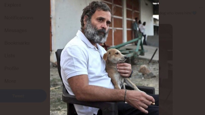 Rahul Gandhi opposes SC's order to relocate stray dogs, says,