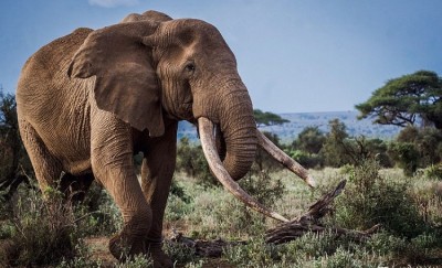 World Elephant Day: 88-year-old 'Tara' in spotlight