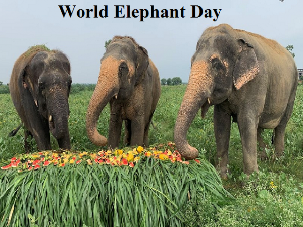 World Elephant Day!  Feast time for elephants at Delhi, Hyderabad zoo