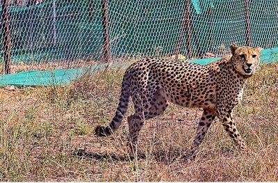 Unraveling the Enigma: Decoding the Mystery Behind the Deaths of 9 Cheetahs in India's Kuno National Park