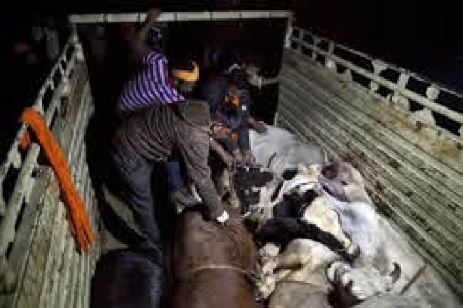 ఇండో బంగ్లాదేశ్ బోర్డర్ లో రూ.40 కోట్ల విలువైన 25000 పశువుల తలలు బీఎస్ఎఫ్ స్వాధీనం చేసుకున్ది