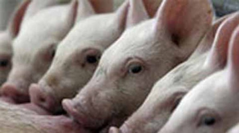 केरल में स्वाइन फ्लू से दहशत, कलेक्टर ने दिया सूअरों को मारने का आदेश