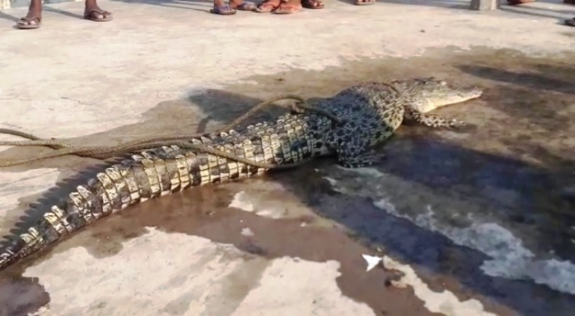 Juvenile crocodile trapped in fishing net rescued