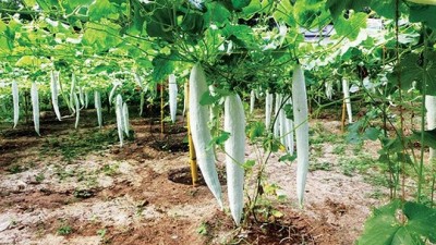 Subhiksha Keralam promotion: Agriculture Minister harvests vegetables