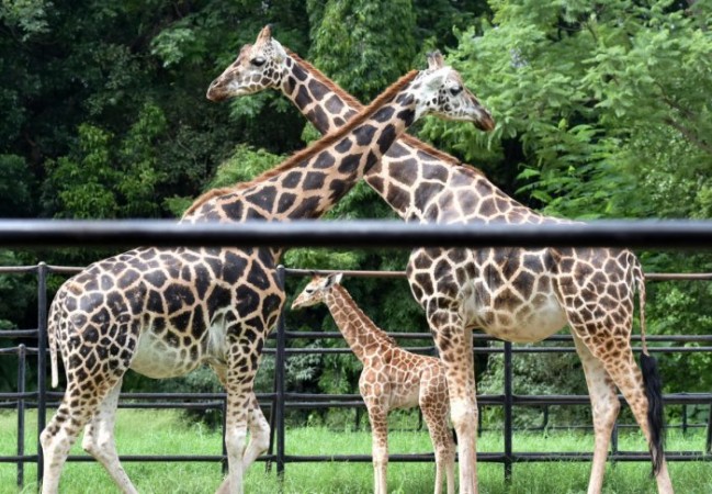Giraffe dies of suffocation at Guwahati Zoo in Assam, How it happened
