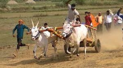 Six booked in Kerala for conducting illegal bullock cart race