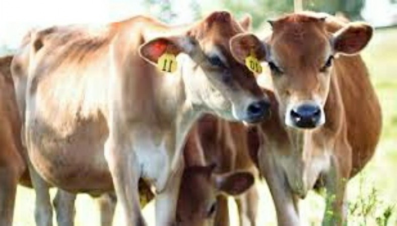 అస్సాం: శ్రీరాంపూర్ వద్ద 38 పశువుల తలలతో ప్రయాణిస్తున్న కంటైనర్ ట్రక్కును కోక్రాజార్ పోలీసులు స్వాధీనం చేసుకున్నారు