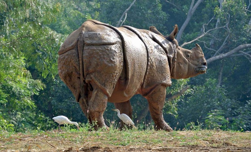 Assam: Expert team reaches Majuli to control and rehabilitate rhino