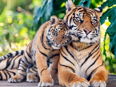Assam welcomes two new Royal Bengal Tigers, bringing population to nine