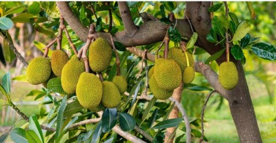 Odisha intends to grow jackfruit on a massive scale