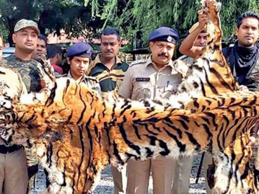 3 held with Royal Bengal Tiger parts along Arunachal-Assam border 