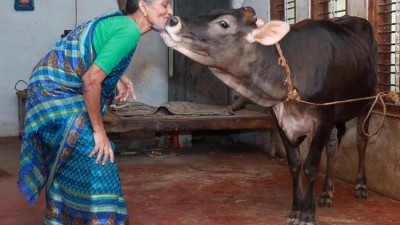 Cow Hug Day takes over Valentine's in Madhya Pradesh