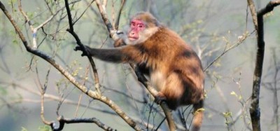 वैज्ञानिकों ने अरुणाचल प्रदेश में दुर्लभ जानवरो की खोज की