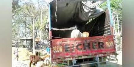 Two trucks loaded with 'illegal' cattle heads are seized in Jorhat
