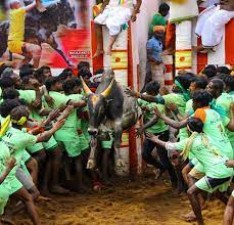 Bull trainers gets ready for Jallikattu, TN Pongal 2021