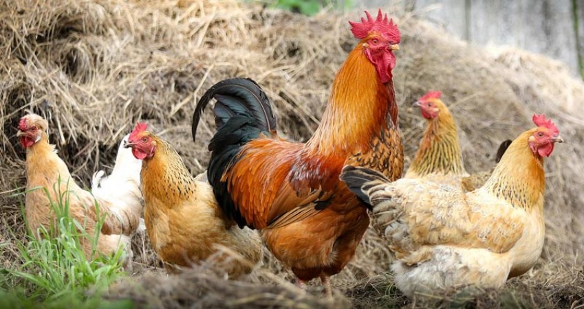 बर्ड फ्लू के चलते केरल में मुर्गियों के व्यापार पर लगाई गयी रोक