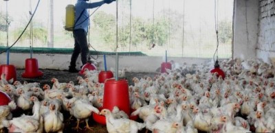 Maharashtra becomes the eighth state to confirm bird flu