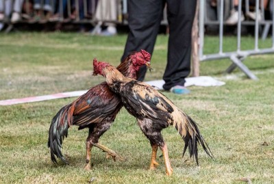 Two people were arrested for conducting a cockfight