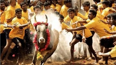 Jallikattu: Traditional Bull-Taming Sport Returns to Tamil Nadu Amidst Cheers