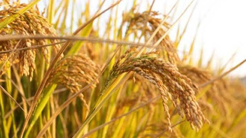 MP Govt procures 3.9-mln-Tn of key kharif crops thus far in 2020-21