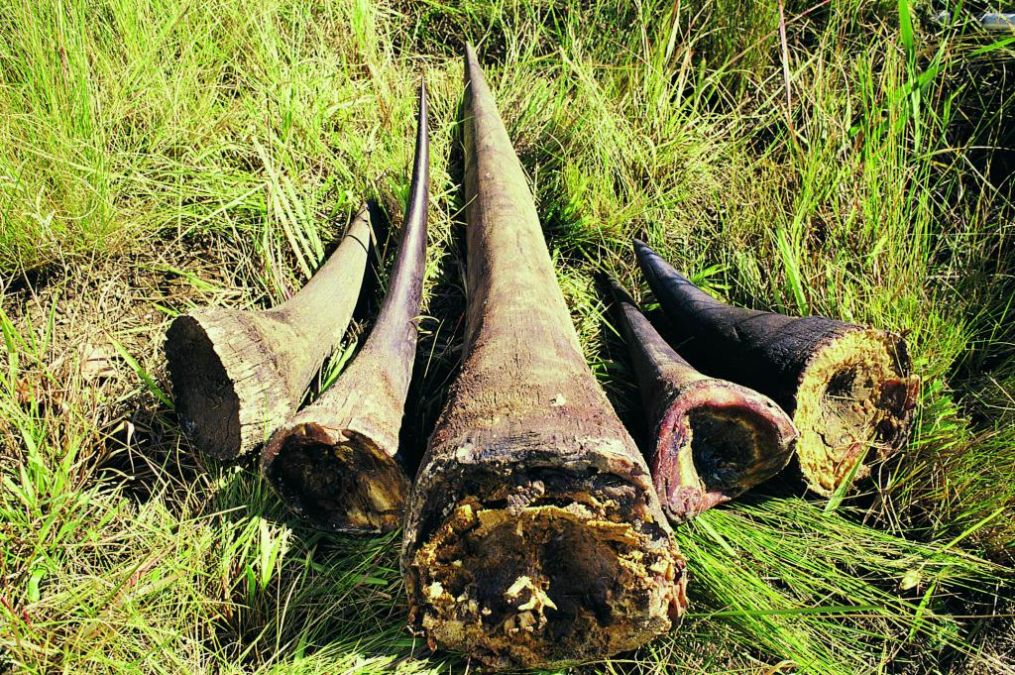 Only one rhino poached in Assam in 2021; Lowest in two decades