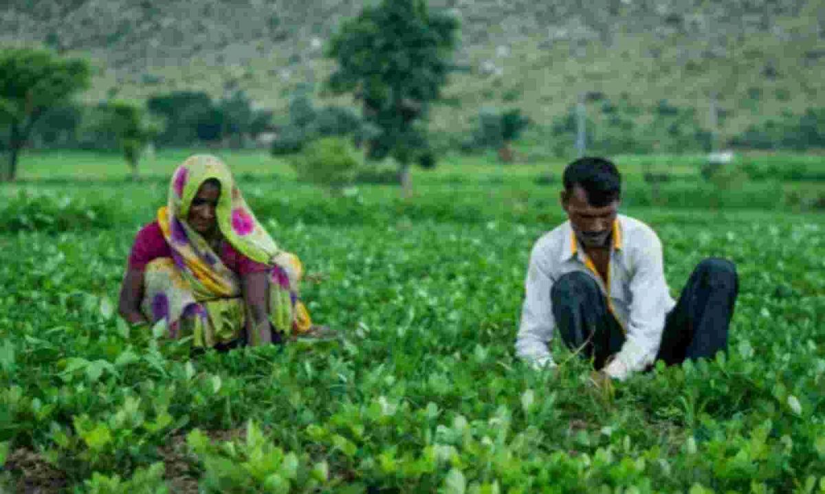 India the Farmer. Development of Agriculture in India. Farmers indian protect. Agricultural Productivity.