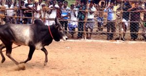 Jallikattu Issue: Police removed protesters from Marina Beach