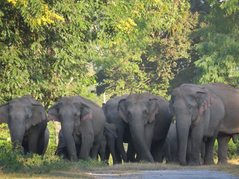 Wild elephant kill One in Sootea, Assam