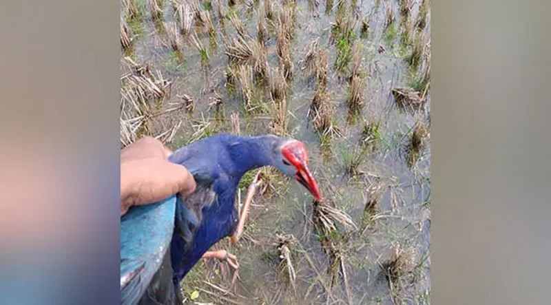 Tripura: Carcasses of hundreds of migratory birds found at Udaipur Lake, Poaching Suspected
