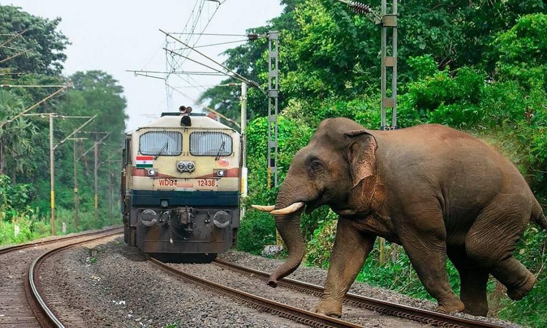 Assam: Elephant dies after being hit by train; another injured in Palasbari